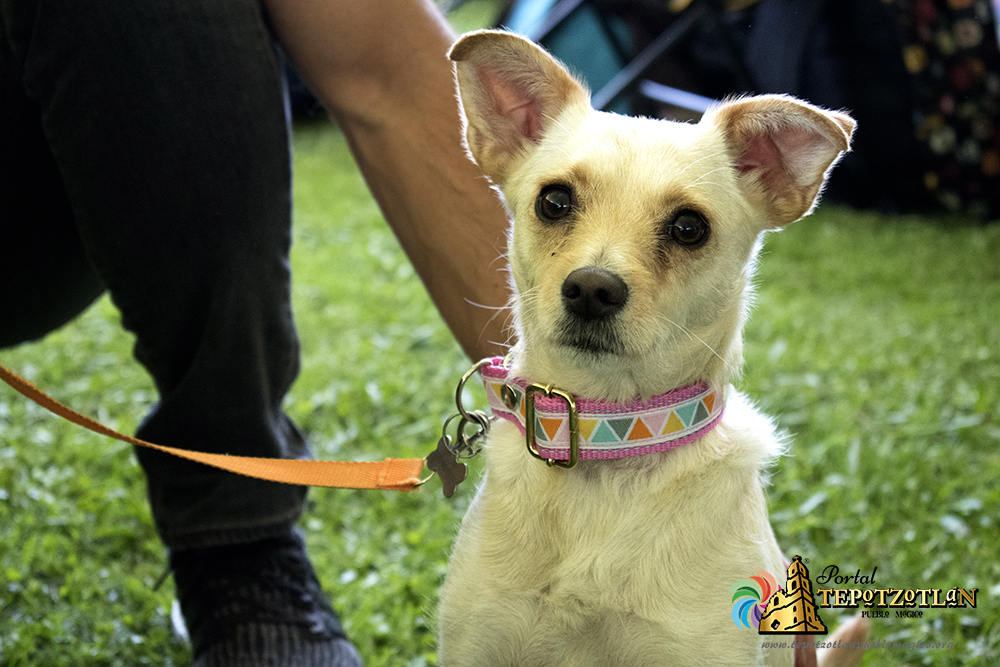 Día canino Xochitla 2018