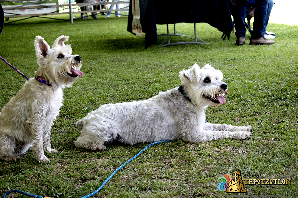 Día canino Xochitla 2018