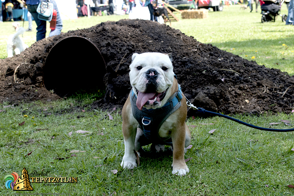 Día canino Xochitla 2018