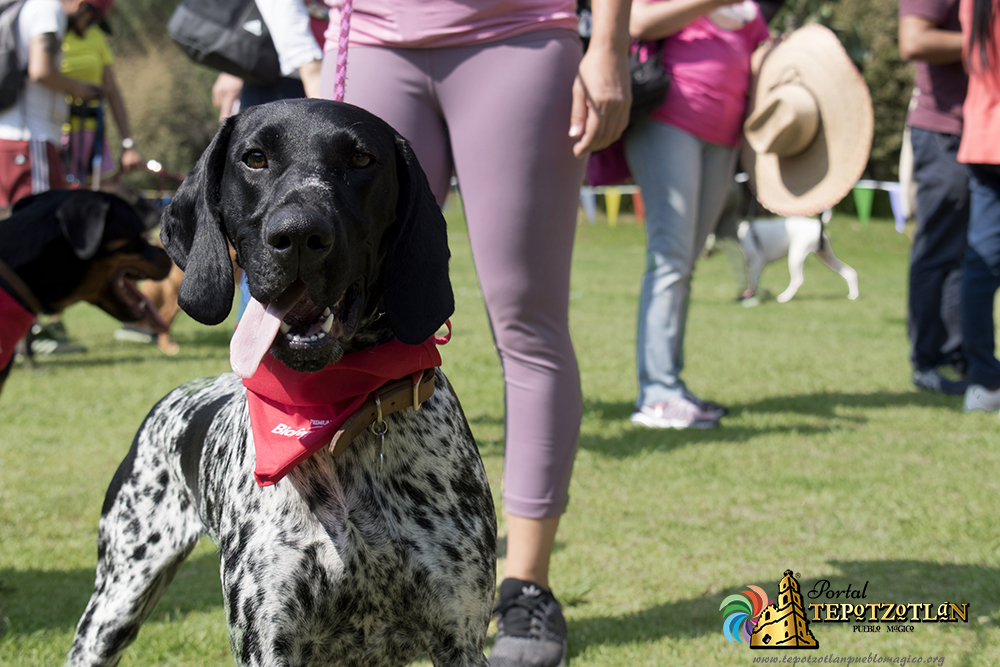 Día canino Xochitla 2018