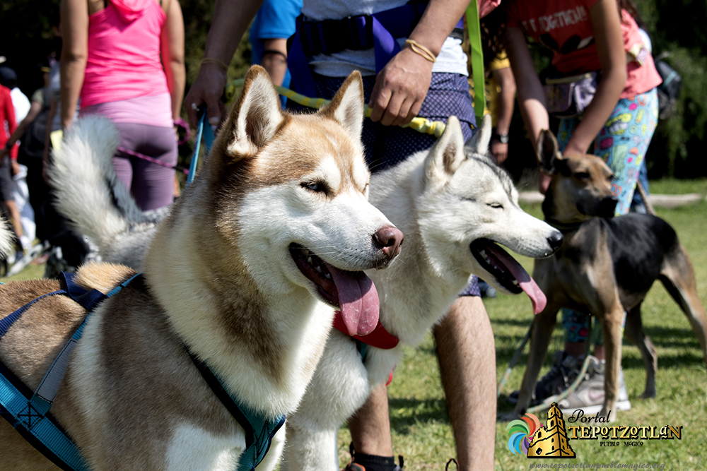 Día canino Xochitla 2018